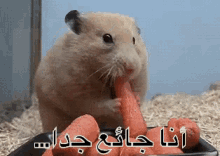 الجوع GIF - Hungry Im Hungry Hamster GIFs