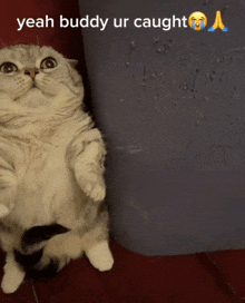 a picture of a cat with the caption yeah buddy ur caught on top