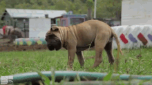 What'S Over There? GIF - Dog Puppy Curious GIFs