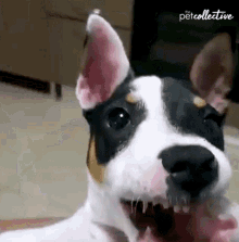 Barking The Pet Collective GIF - Barking The Pet Collective Irritated GIFs