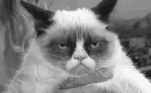 Ugh GIF - Grumpy Cat Cat Grumpy GIFs