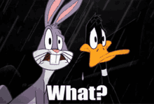 Bugs Bunny Daffy Duck GIF - Bugs Bunny Daffy Duck What GIFs