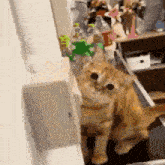 a cat is sitting on a counter next to a bottle of water .