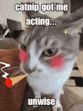 catnip got me acting ... unwise is written on a cat 's face