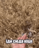 a person is touching a rabbit in a field of wheat with a caption in a foreign language .