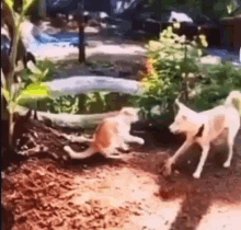 a cat and a dog are playing in the dirt in a garden .