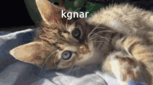 Funny Cat GIF - Funny Cat Silly GIFs