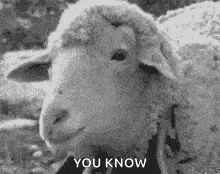 a black and white photo of a sheep with the words `` you know '' written below it .