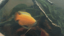 Honey Gourami Fish GIF - Honey Gourami Fish Gourami GIFs