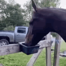 Horse Eating GIF - Horse Eating GIFs