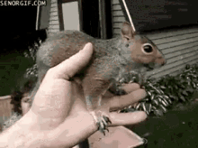 happy squirrel