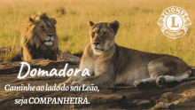 Domadora Lions GIF - Domadora Lions GIFs