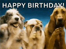 Oh Yeah Clapping GIF - Oh Yeah Clapping Dogs GIFs