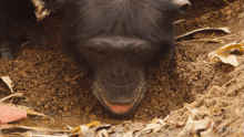 Drinking Chimpanzee GIF - Drinking Chimpanzee Our Living World GIFs