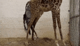 Giraffe Birth GIF - Giraffe Birth GIFs