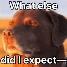 a picture of a dog with the words " what else did i expect " below it