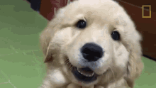 Smiling Survival Of The Friendliest GIF - Smiling Survival Of The Friendliest Cute GIFs
