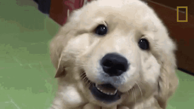 a puppy is smiling and looking at the camera with a national geographic logo in the background .