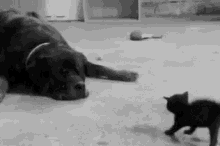 The Tail! Look At The Tail! GIF - Cat Dog Black GIFs