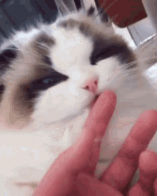手指 Cat GIF - 手指 Cat GIFs