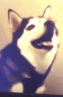 Husky Sneeze GIF - Husky Sneeze Funny GIFs