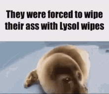 They Were Forced To Wipe Their Ass With Lysol Wipes Baby Seal GIF