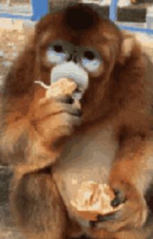 Animal Comedy - monkey - Animal Comedy - Animal Comedy, funny animals,  animal gifs - Cheezburger