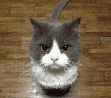 Bag Cat GIF - Bag Cat GIFs