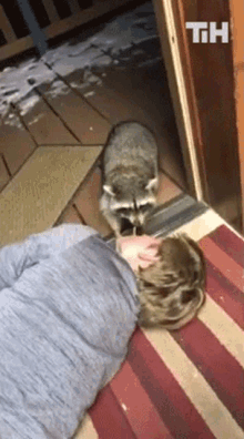 Raccoon This Is Happening GIF - Raccoon This Is Happening Raccoon Taking Food From Mouth GIFs