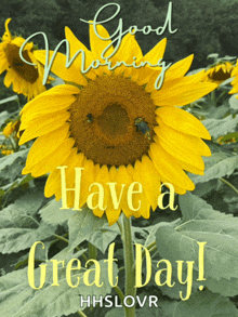 a picture of a sunflower with the words " good morning have a great day "
