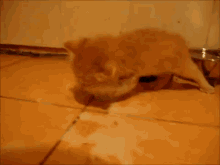 Kitten Plays With Its Milk GIF