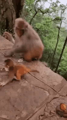 GIF