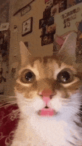 Cat Crazy GIF