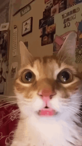 cats crazy cat Memes & GIFs - Imgflip