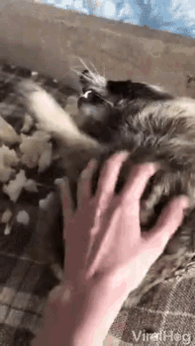Raccoon Pest Hiding GIF - Raccoon Pest Hiding Sofa Destroyer GIFs