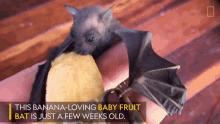 His Banana Loving Baby Fruit Bat Is Just A Few Weeks Old Worlds Weirdest GIF