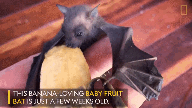 Morcego resgatado desfruta de uma banana Classifique essa tradução Rescued  bal enjoys a banana Rescued bat enjoys a banana tescued bat enjoys - iFunny  Brazil