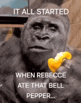Rebecce Gorilla GIF