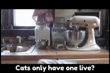 Cats Only Have One Live Cats GIF - Cats Only Have One Live Cats Nine Lives GIFs