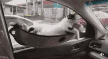 Cat Chill GIF - Cat Chill Hammock GIFs