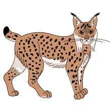 spanish lynx