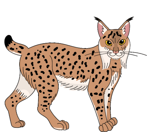 Wild Cat Iberian Lynx Sticker - Wild Cat Iberian Lynx Spanish Lynx Stickers