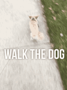 Walk The Dog Dog GIF - Walk The Dog Dog Walking GIFs