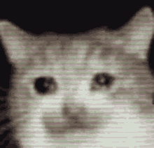 คิมโรโระ Cat GIF - คิมโรโระ Cat Glitch GIFs