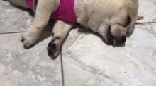Sleepy Dog GIF - Sleepy Dog Cute GIFs