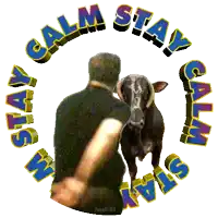 a man is petting a cow with the words calm stay in the circle