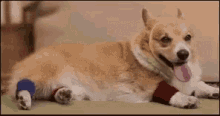 Funny Animals Workout Time GIF - Funny Animals Workout Time Fitness GIFs