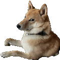 Kona Dog Sticker - Kona Dog Shiba Stickers