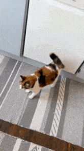 Cat Kitty GIF - Cat Kitty Tail GIFs