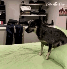 Zoomies The Pet Collective GIF - Zoomies The Pet Collective Dog GIFs